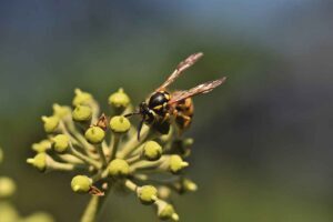 do-wasps-pollinate-anything-300x200-6840964