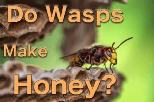do-wasps-make-honey-300x200-7076885