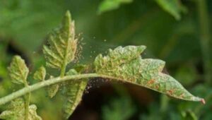 early-signs-of-spider-mites-300x170-5026754