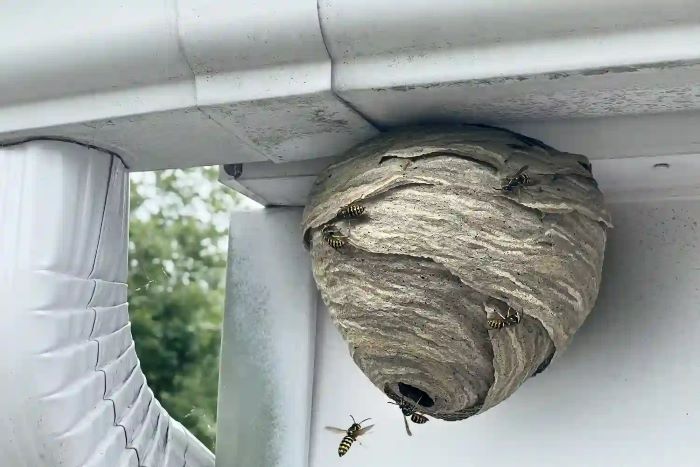 Wasp nests