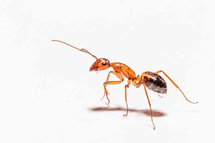 What Ants Are Attracted To?