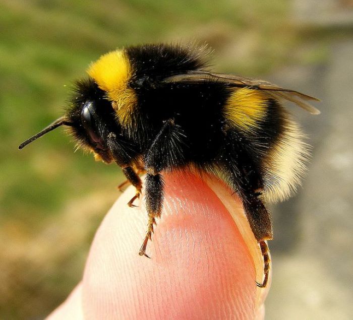 What Happens When Bees Come in Contact With Soapy Water?