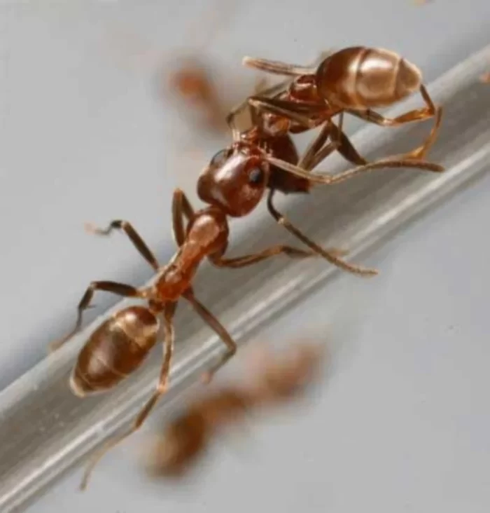 Can Ants Sense Death?