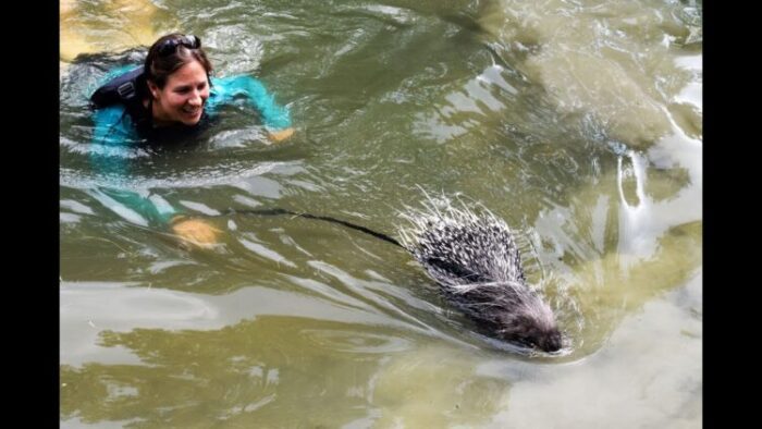 Can Porcupines Float and Swim?