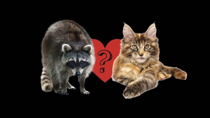 Can Raccoon And Cats Mate? -