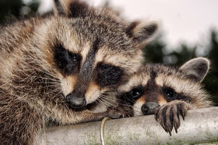 Can Raccoons Break Through Ceiling?