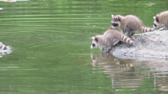 Can Racoons Swim UnderWater in Pools, Ponds, Lakes? - Pestifier