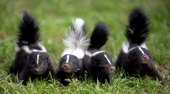 Can Skunks Climb or Jump Fences, Houses etc