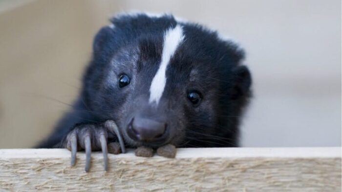 Can Skunks be Pets