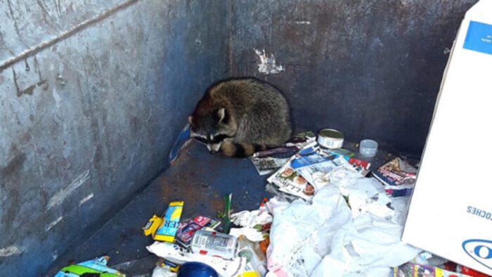 Can a Racoon get out of a Dumpster?