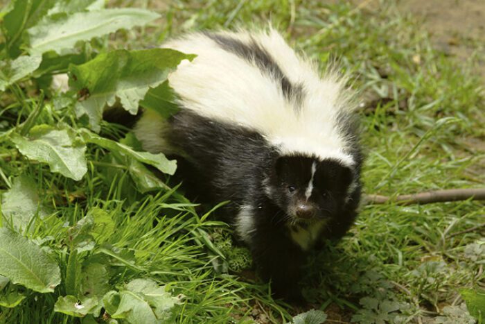 Do Skunks Eat Mice and Rats?