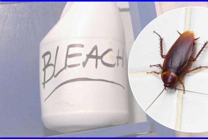 Does Bleach Kill Roaches?