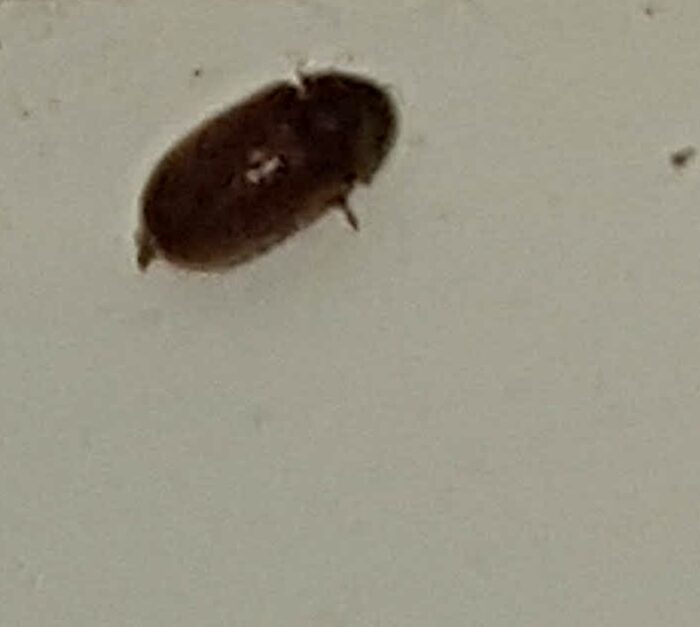 Tiny Flying Beetles in House?