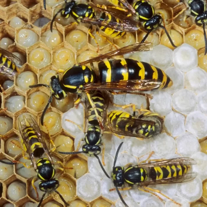 What Does a Queen Wasp Look Like?