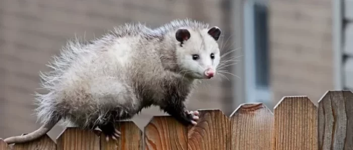 What Size Hole Can A Possum Fit Through?