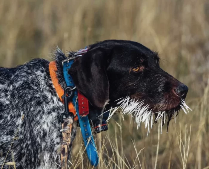 Can Porcupine Quills Kill A Human or Pets?