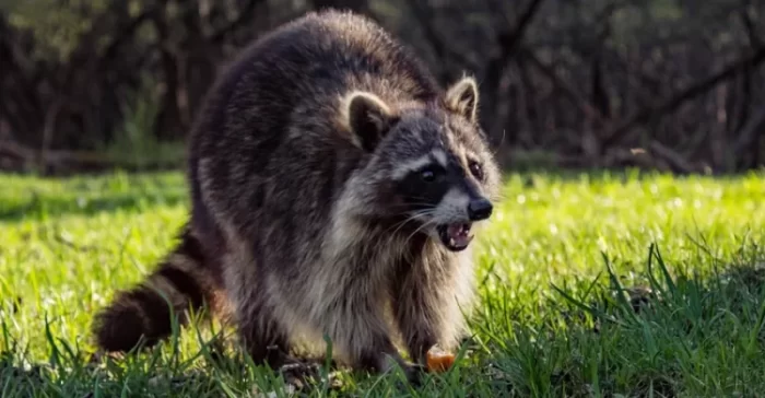 Can Raccoons Attack Humans, Pets?