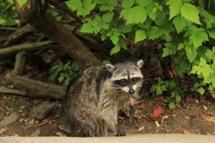 Can Raccoons Dig Holes in the Ground?