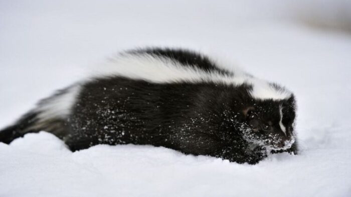 Do Skunks Hibernate, Migrate or Adapt?