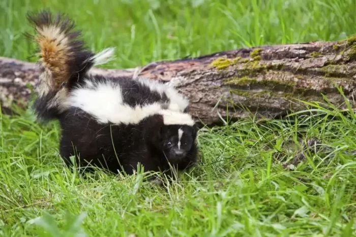 Do Skunks eat Fish?