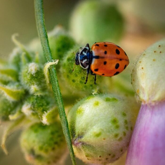 Does Soapy Water Kill Ladybugs?