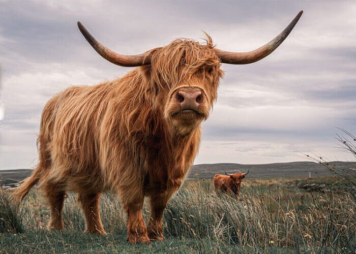 How Much Does a Highland Cow Cost?