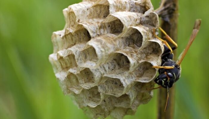 How does a Wasp make a Nest?