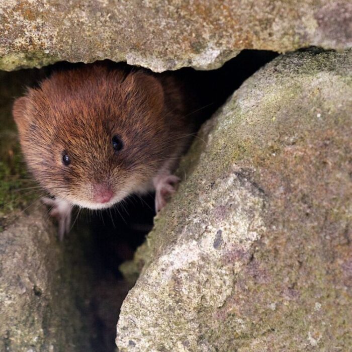 What Size Hole Can A Vole Fit Through?