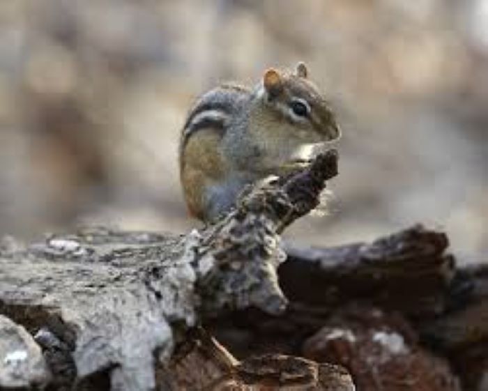 What Size Hole Can a Chipmunk Fit Through?