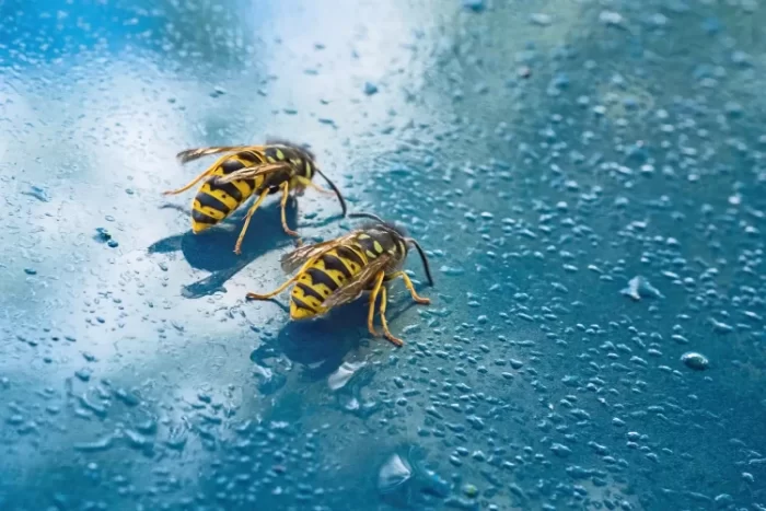 Where Do Wasps Go When It Rains?