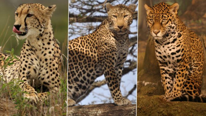 10 Difference Between Cheetah and Leopard and Jaguar