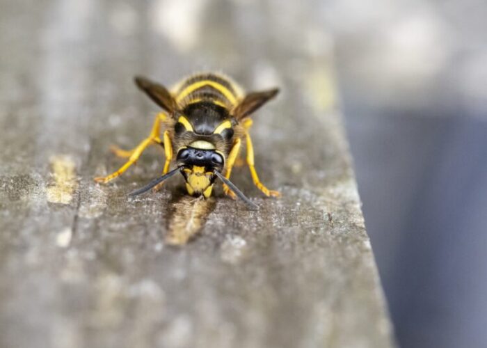 Are Wasps Curious?