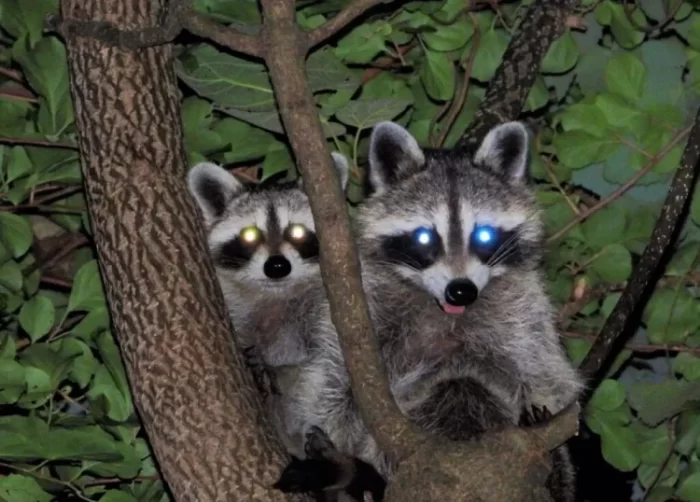 Can Raccoons Climb Trees & Other FAQ?