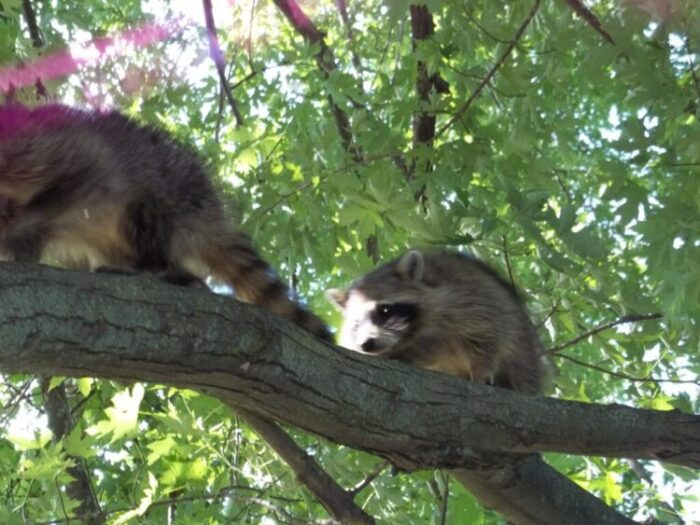 Can Racoon Climb Trees, Fences, Walls, PVC?