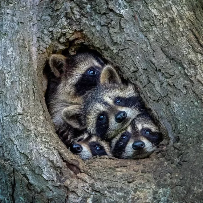 Can a Raccoon Fit in Your Bum?