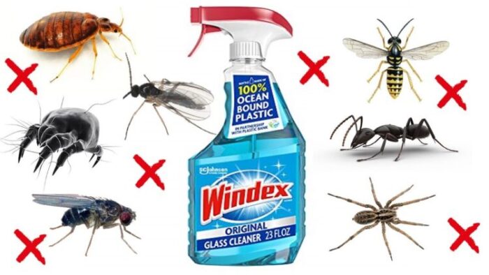 Does Windex Kill Wasps?