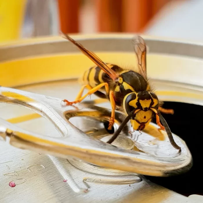 Homemade Wasp Killer Spray and Trap