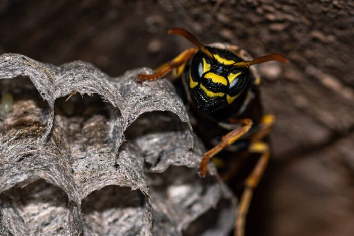 How Fast Can a Wasp Fly?