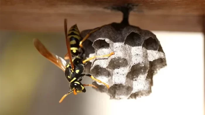 How Fast Does Soapy Water Kill Wasps