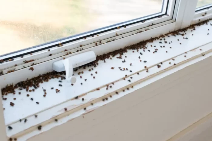 Tiny Black Bugs in House Near Window?