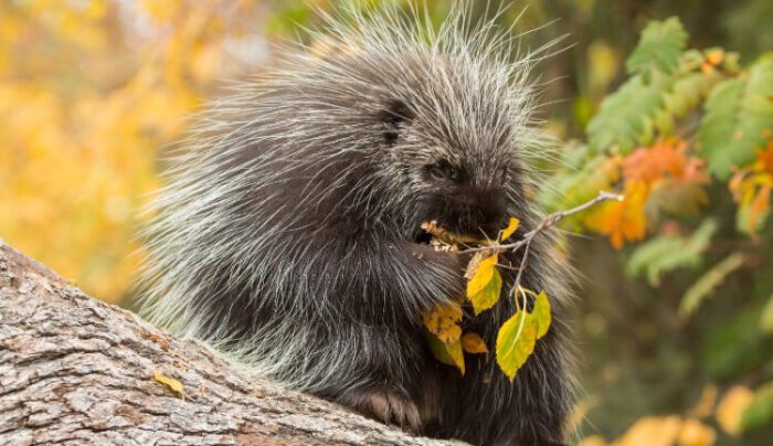 What Do Porcupines Eat in the Wild & as Pets?