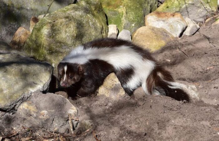 What Do Skunks Eat for Food