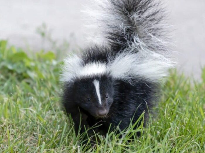 What Does A Skunk Smell Like When It Sprays?