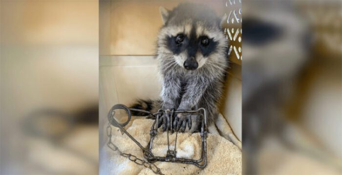 Can Raccoons get out of Traps? SEE How!