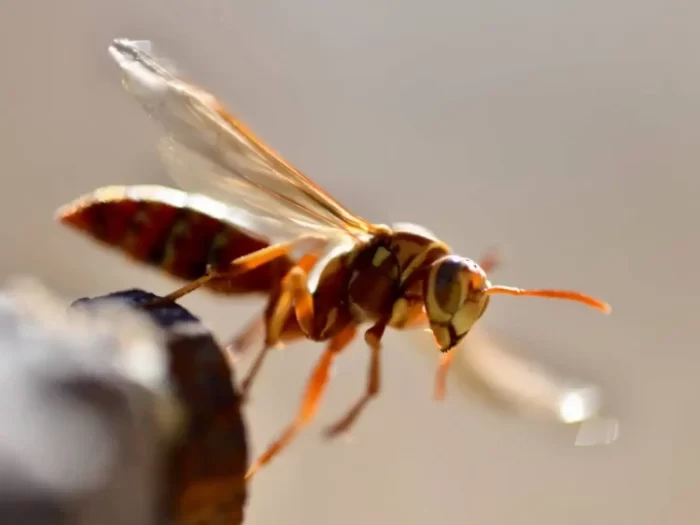 Can a Wasp Sting You if You hold Your Breath?