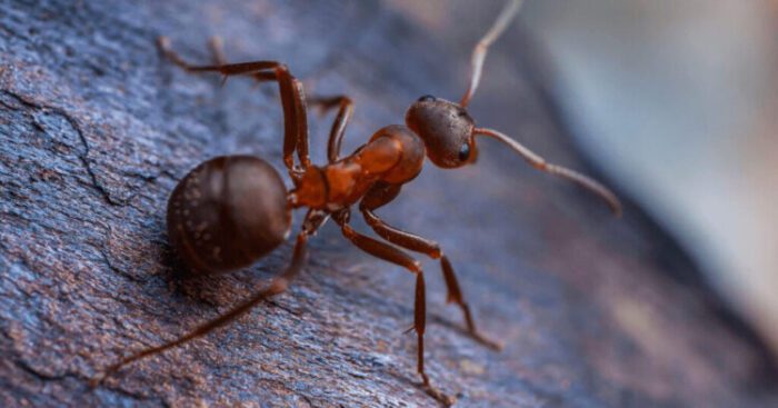 Do Ants Fart, Pee, And Poop?