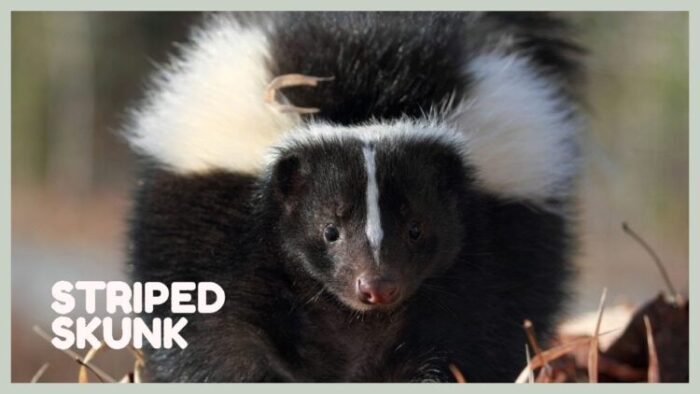 Do Skunk Babies Make Noise?