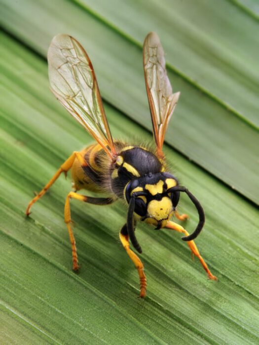 How Many Legs Does a Wasp Have?