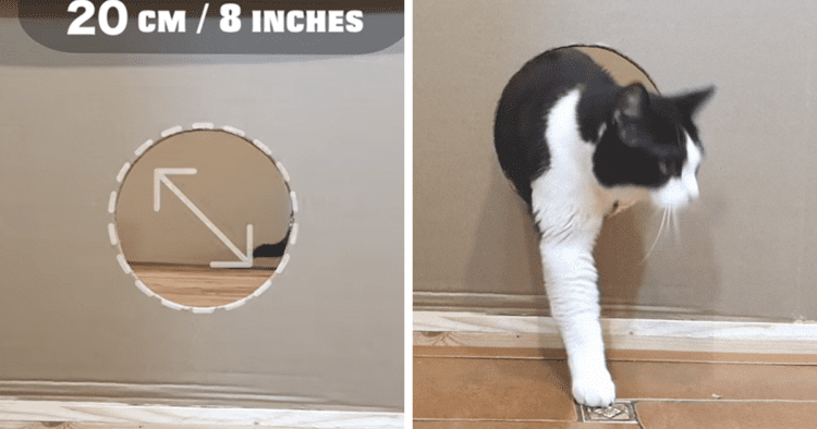 What Size Hole Can A Cat Fit Through?