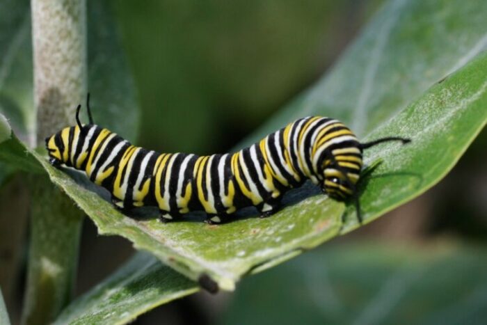 10 Unusual Facts About Caterpillars